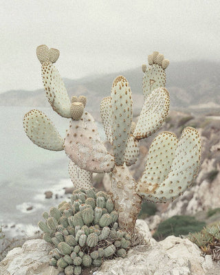 A large prickly pear cactus stands prominently on a cliffside overlooking the ocean, evoking the unique and playful scent of R. Rebellion's Coastal Cowgirl Perfume 50 ml. The cactus, adorned with multiple pads and small fruits, is surrounded by various smaller succulent plants. The scene is misty, with a rocky coastline visible in the distance.