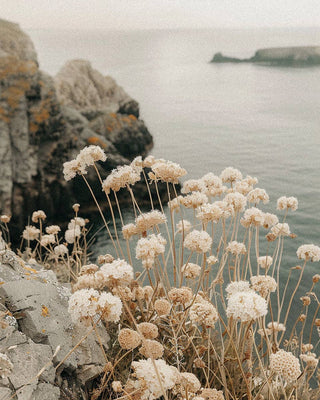 A coastal scene with pale, dried wildflowers in the foreground, reminiscent of R. Rebellion's Coastal Cowgirl Perfume. Cliffs and rock formations are visible, partially covered in moss. The calm sea stretches towards the horizon under a misty sky, evoking a unique and playful scent found in this 50 ml fragrance bottle.