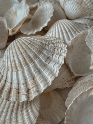 A close-up of a collection of white seashells, showcasing their distinct ridges and textures. The shells are piled together, highlighting their natural patterns and details, reminiscent of the oceanic essence captured in the aroma of an 8 oz. Coastal Cowgirl Candle by R. Rebellion.